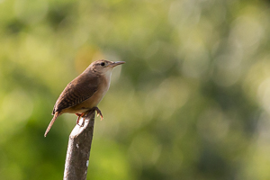 Southern House Wren, Asa Wright Nature Center, Trinidad